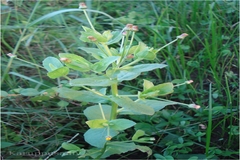 Blumea obliqua